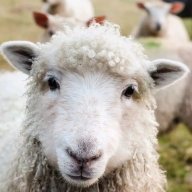 Sheep