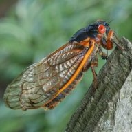 cicadas
