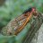 cicadas